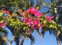 bougainvillea