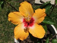 Yellow Hibiscus