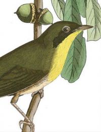 ROSCOES YELLOW THROAT
