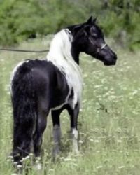 f5999eMiniature Horse