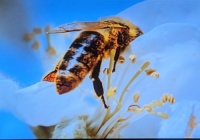 Honeybee butt 1
