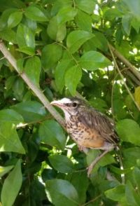 Baby Robin