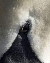 Swan eye