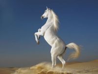 white horse rearing in the desert