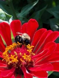 Zennia and Bee
