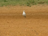 gull