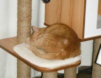 Minky napping on her cat tree.