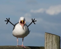 3 ~ British Seagull in distress: "They're moving the Fish & Chips stalls!!!!"