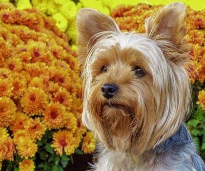Solve Yorkie jigsaw puzzle online with 195 pieces