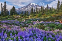 Wildflower Meadow and Mount Rainier,  WA  7578