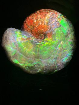 A stunning (and massive) opalized ammonite shell