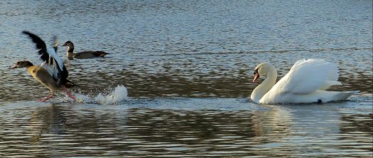 swan teaching goose to walk on water?? :)