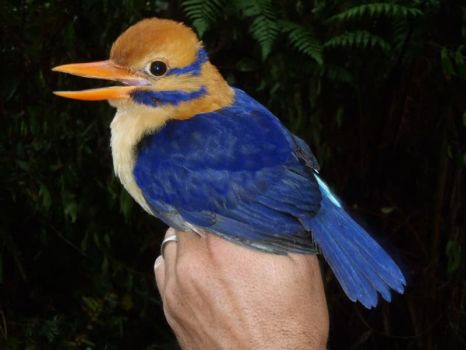 moustached kingfisher