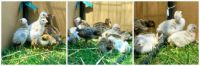 Chicks and Keets