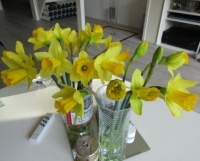 New Daffodils almost all in bloom....