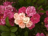 Piink Roses that lighten as they mature
