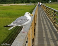 Capecod Gull on Bridge'07 _8776