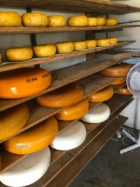 Farm fresh Dutch cheese
