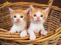 Gatitos en una cesta