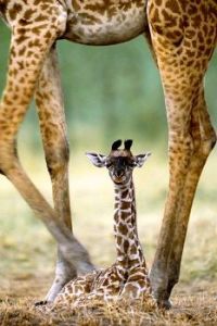 baby giraff