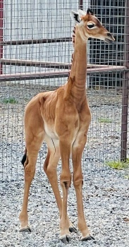 Kipekee - Spotless Giraffe