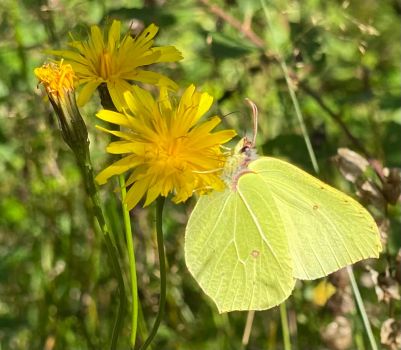 Common brimstone Butterfly