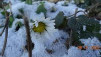 zasněžená sedmikráska - snowy daisy
