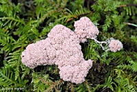 WEIRD  AND WONDERFUL SLIME MOLD COMOX VALLEY - 2 OF 4