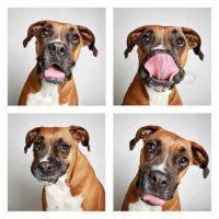 Shelter Dogs Showcase Their Unique Personalities - Andie