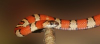 Milk snake, not milk shake 😁🤣😎