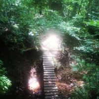 Walk In The Woods - Virginia