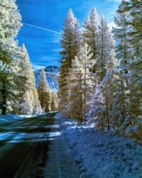 Black Butte, Siskiyou County, California, Under Fresh Snow in 720nm infrared, colorized