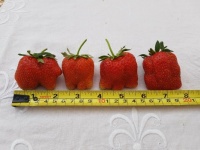 Monster Strawberries (2)