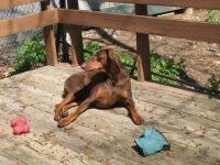 Dobie-Rescue of North Florida's Sir Bob Dylan the Red! 2 years Later!