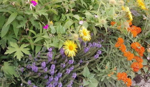 Colour