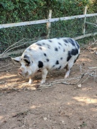 Pig.