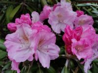 rhododendron yakushimanum opening