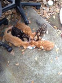 New kittens