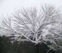 Winter Tree
