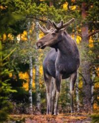 moose
