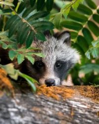 racoon