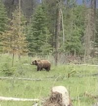 Grizzly Bear in Jasper National Park