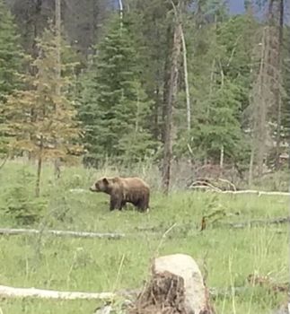 Grizzly Bear in Jasper National Park