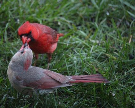 Northern cardinal male feeds his mate first before he eats.