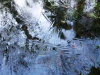 Ice on the Pond