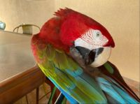 Macaw