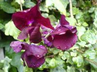 sweetpeas