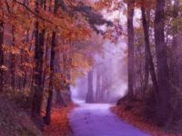 a forest stroll