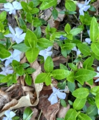 Mountain flowers