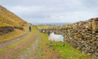 Passing the sheep.